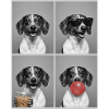 Hunde Dackel Hund