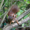 Eichhörnchen am Ast mit Nuss