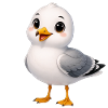Möwe