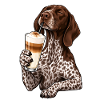 Deutsch Kurzhaar mit Latte Macchiato