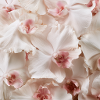 Trendige, rosa-weiße Orchidee