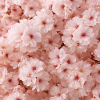 Kirschrosa zarte Blumen