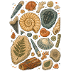Fossilien | Paläontologie & Urzeit