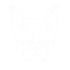 Boston Terrier