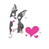 Boston Terrier
