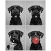 Hunde Riesenschnauzer Hund