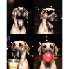 Hunde Deutsche Dogge Hund