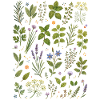 Küchenkräuter | Kräuter & Garten