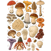 Pilze | Mykologie & Wald