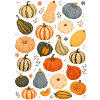 Kürbissorten | Herbst & Ernte