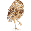 Kaninchenkauz – Burrowing Owl Illustration