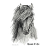 Islandpferd 