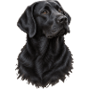 Schwarzer Labrador Portrait