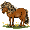 Pony mit Löwenzahn