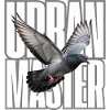 Urban Master Taube