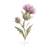 Wildblumen im Aquarell