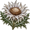 Silberdistel im Stickerei-Look