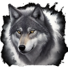 Wolfportrait mit Nebelschwaden