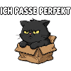 Grimmige Katze im Karton
