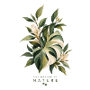 Das Blattmotiv der Natur
