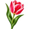Rosa Tulpenblüte