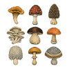 Mushroom Botanica Raster