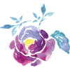Wasserfarbene Rosenblüte