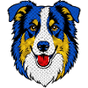 Aussie Australian Shepherd