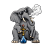 Elefant mit Shisha