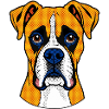 Boxer Hund