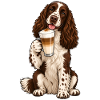 Englischer Springer Spaniel mit Latte Macchiato