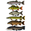Fischarten Angler Design Fische angeln