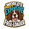 Englischer Springer-Spaniel