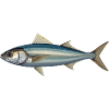 Azure Silver Fish Illustration