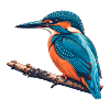 Eisvogel Risograph