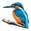 Eisvogel Retro