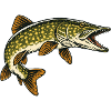 Hecht Raubfisch Angeln