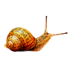 Goldene Schnecke Ornament