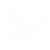 Peace Dove Outline Design