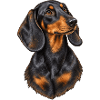Dackel Porträt – Schwarz-brauner Hundeblick