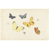 Sheet_of_Studies_with_Five_Butterflies