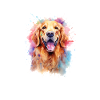 Bunter Golden Retriever Splash