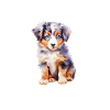 Lustiger Australian Shepherd Welpe
