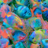 Regenbogen-Neonfisch