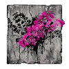Bougainvillea Bricht Beton