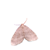 Minimalistischer Pale Moth