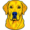 Labrador