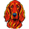 Irischer Setter