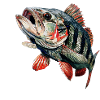 Barsch Jäger
