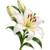 Weiße Lilienblüte mit Tau